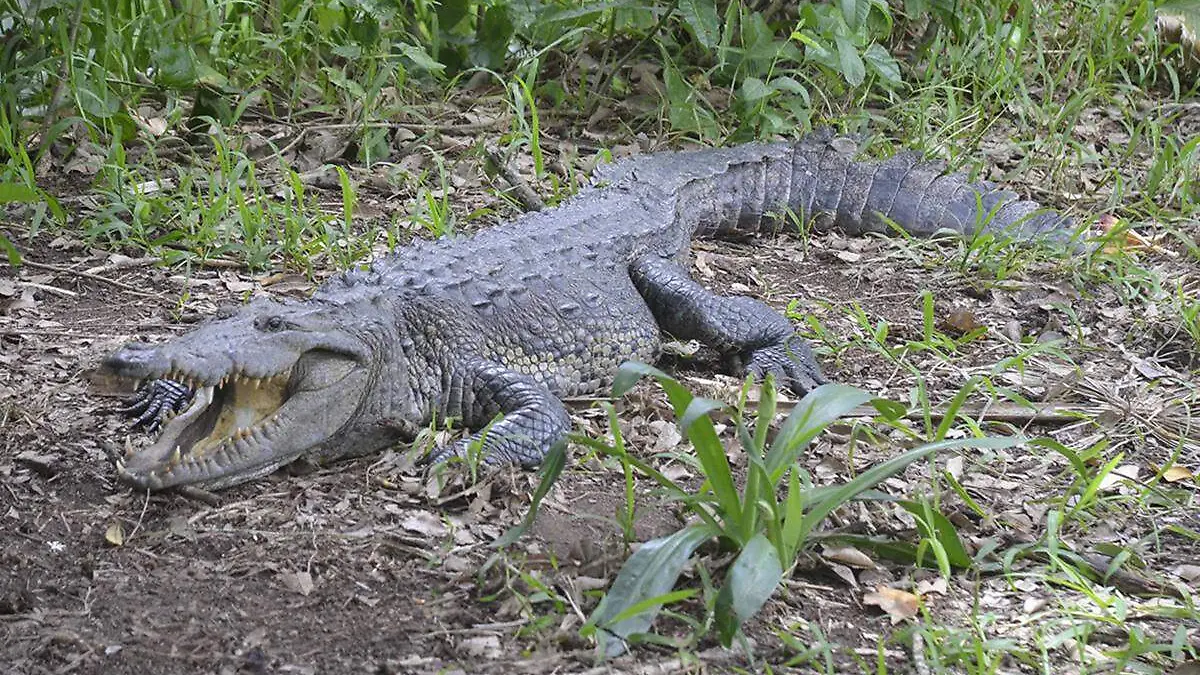 Cocodrilo-Moreletti