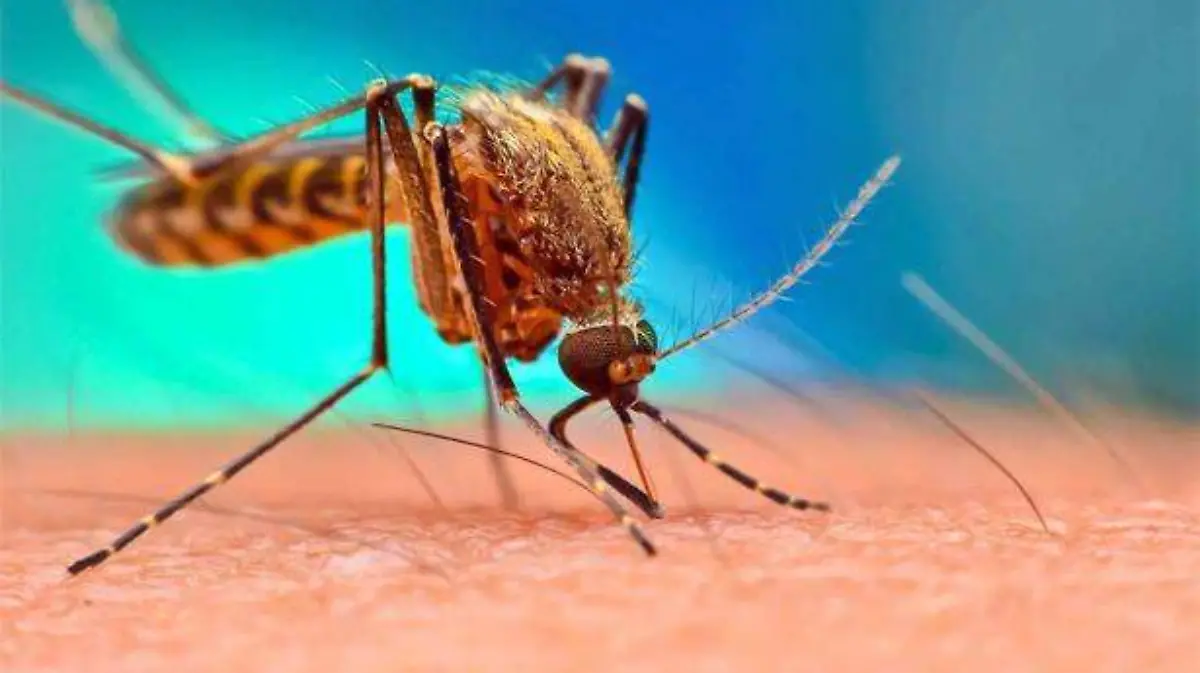dengue