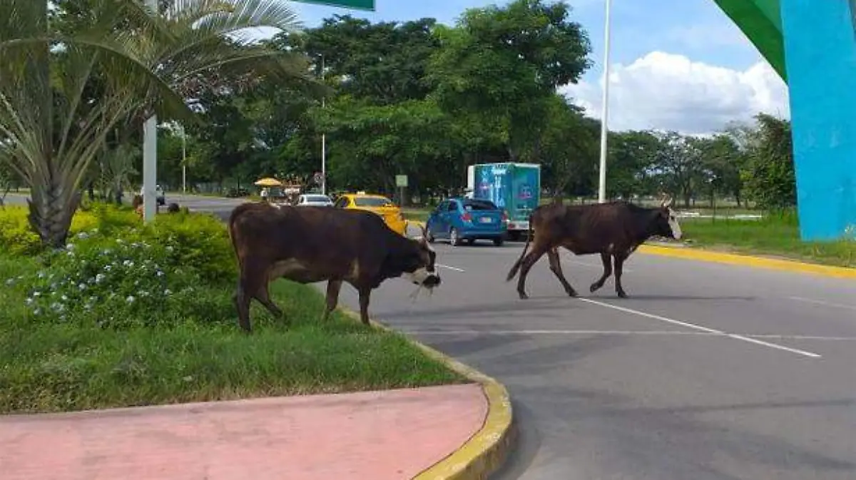 vacas2
