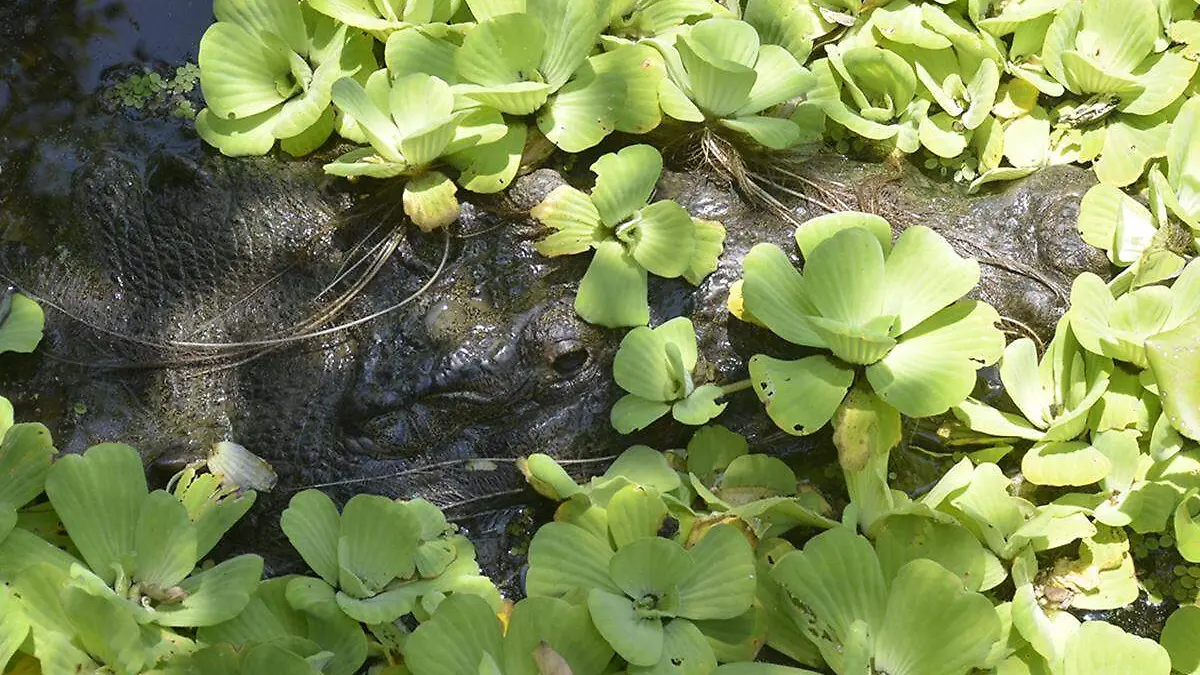 Cocodrilo-Costo-Carne