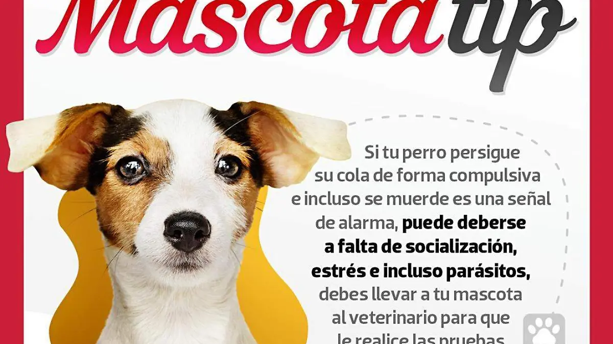 MASCOTA