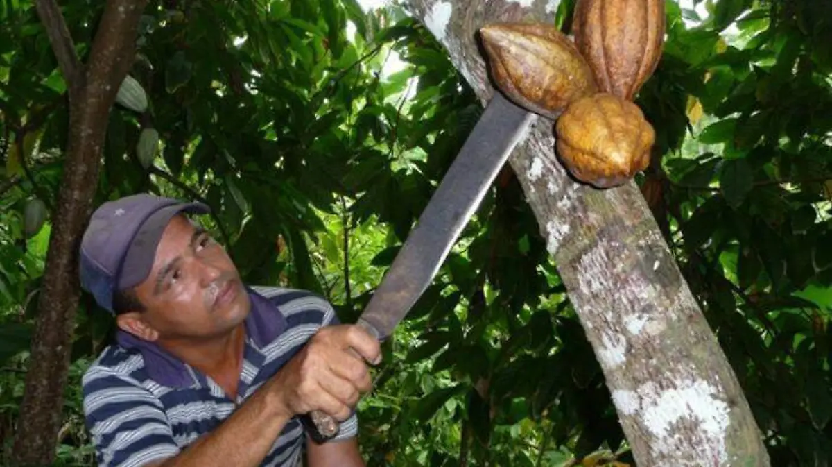 cacao
