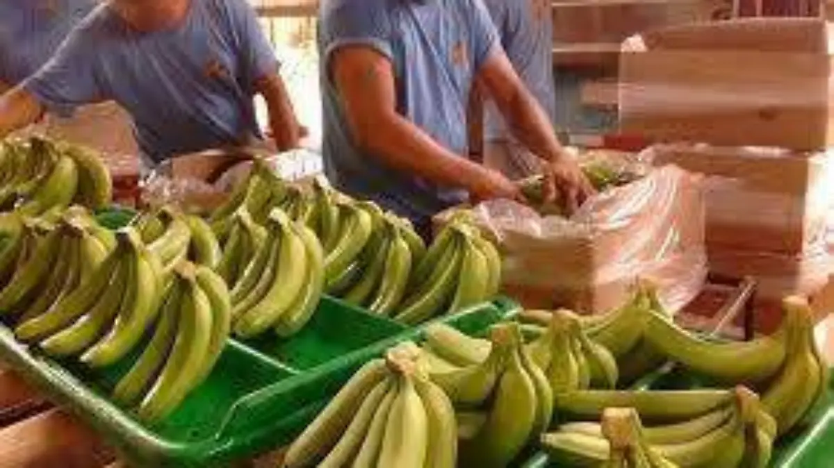 platano
