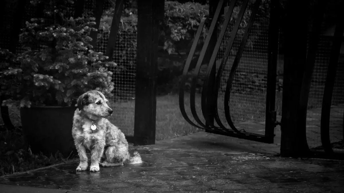 blackandwhite-5386415_1280
