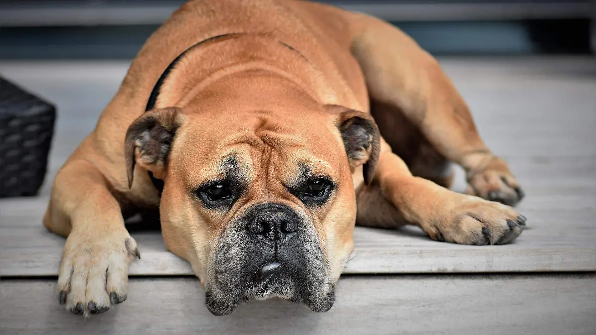 continental-bulldog-g1f5510093_1920