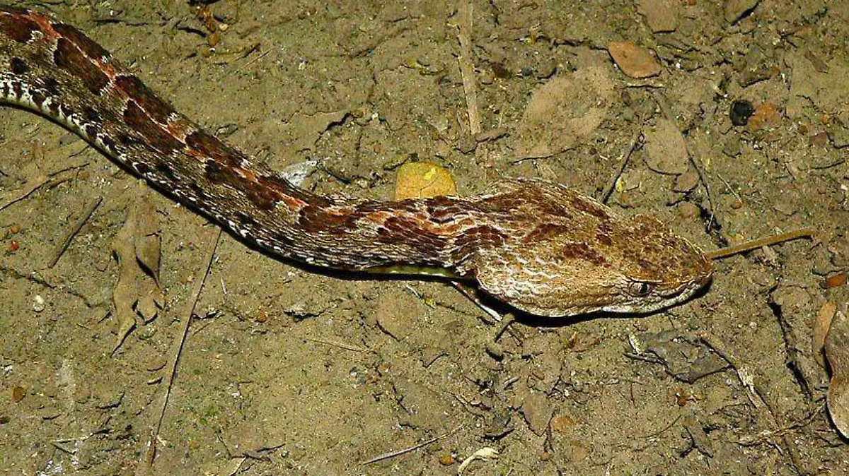 nauyaca