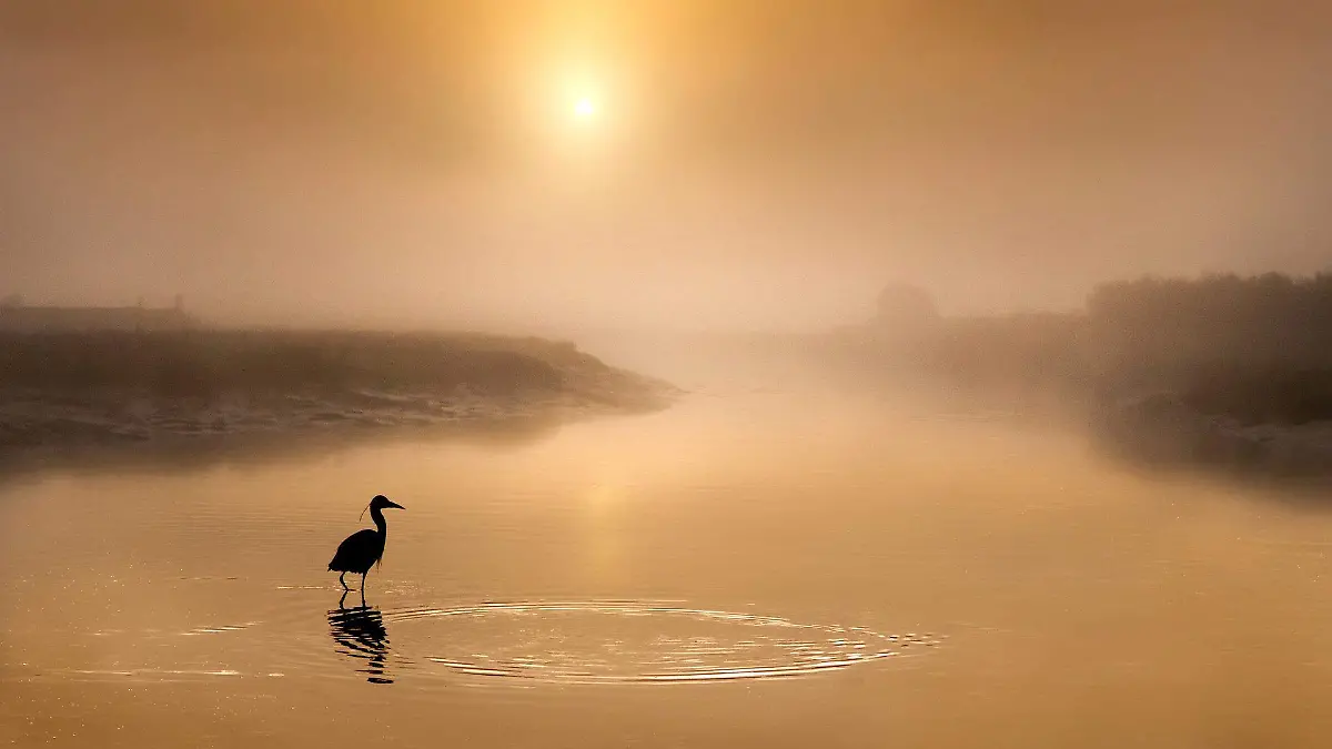 grey-heron-5370732_1920