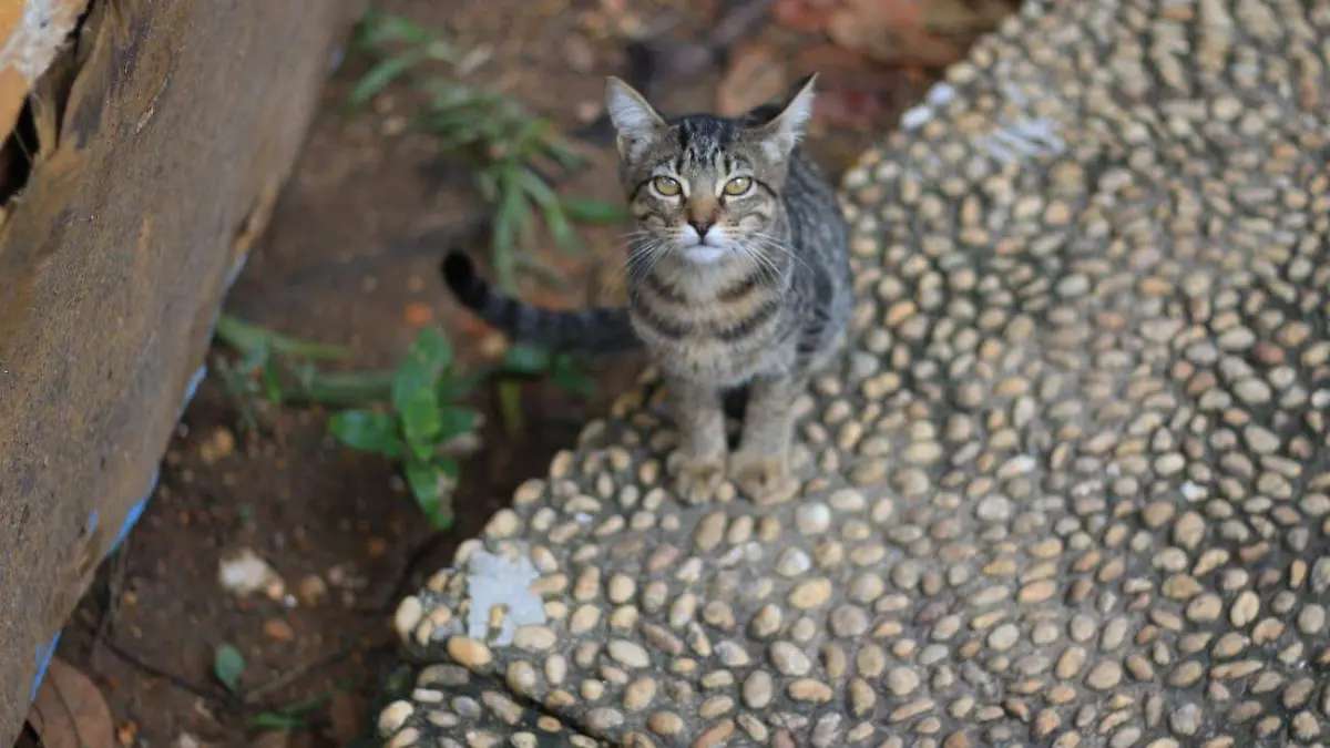 Heroína de Tabasco: Margarita Mora cuida de 100 mininos abandonados