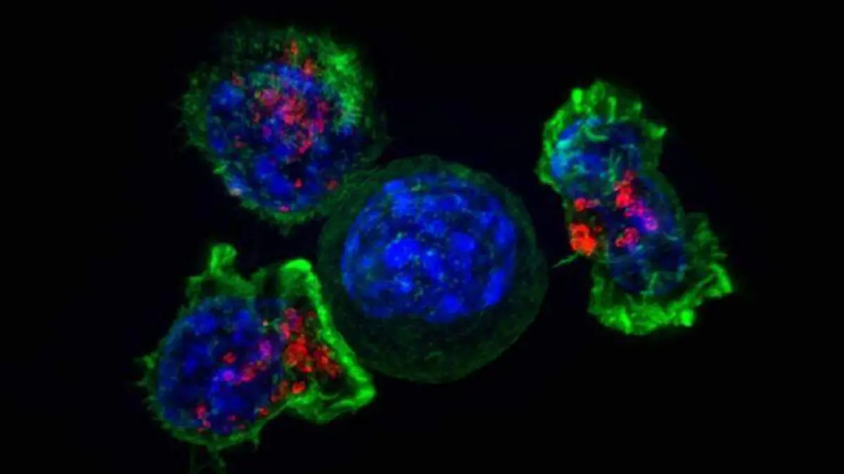 Medicamento contra el cáncer curó a todos los participantes de su ensayo clínico
