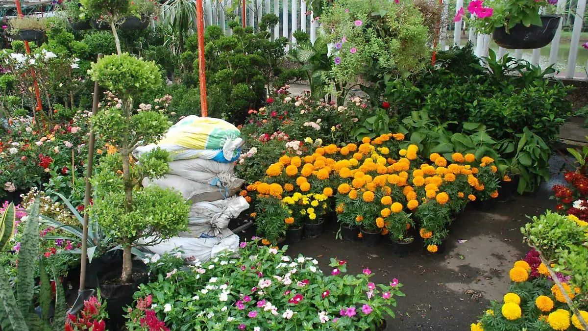 flores