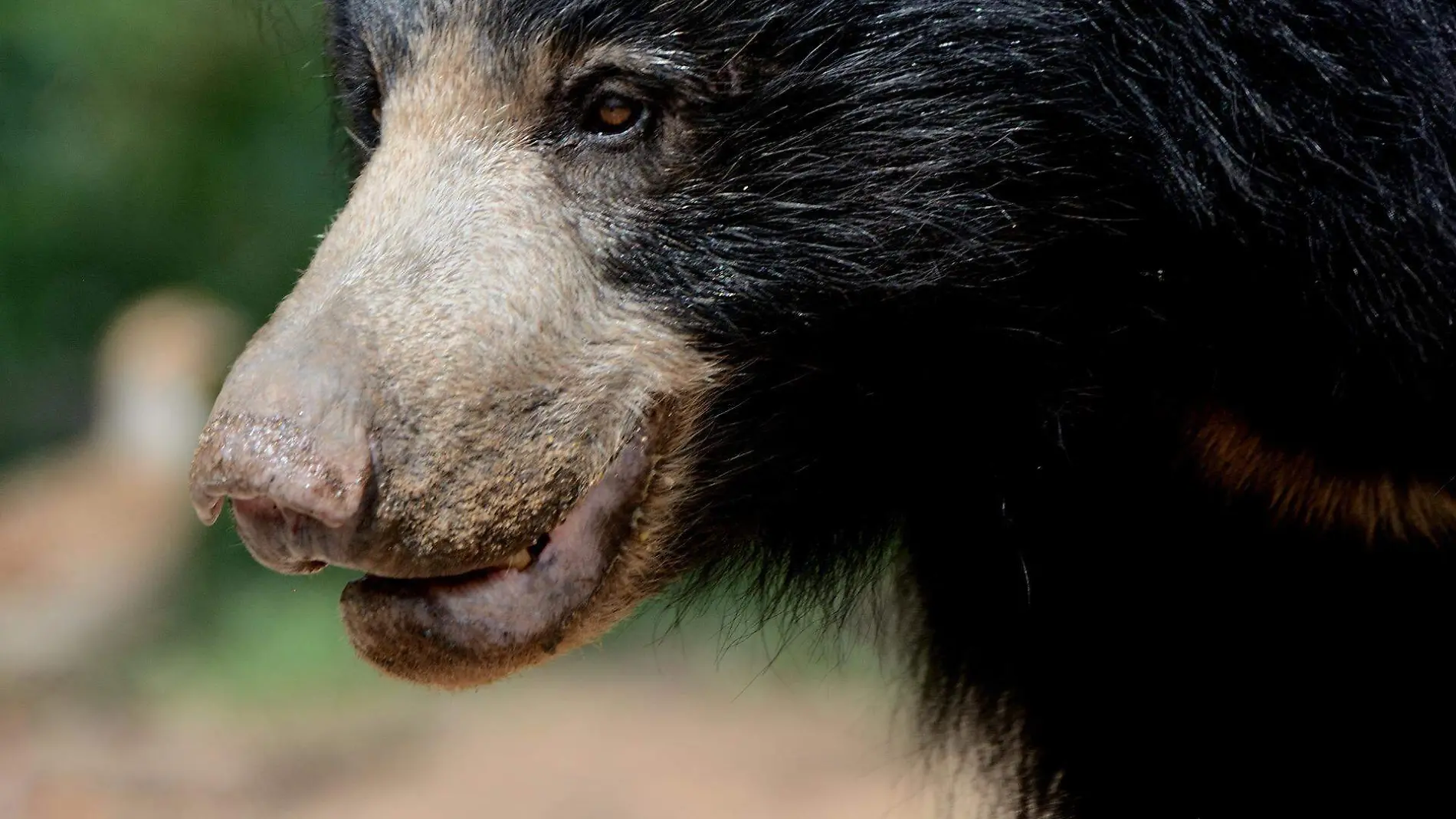 sloth-bear-female-g648aea948_1920