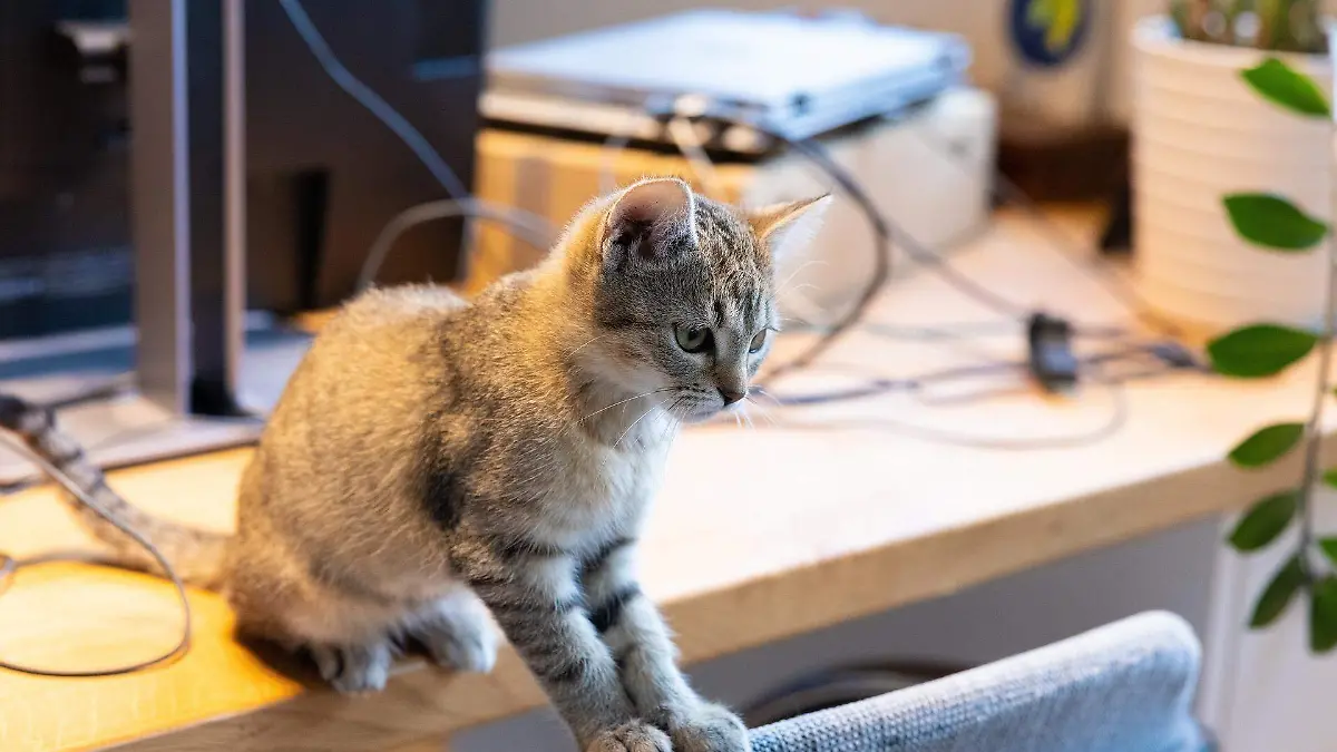 kitten-ge446e79f8_1920