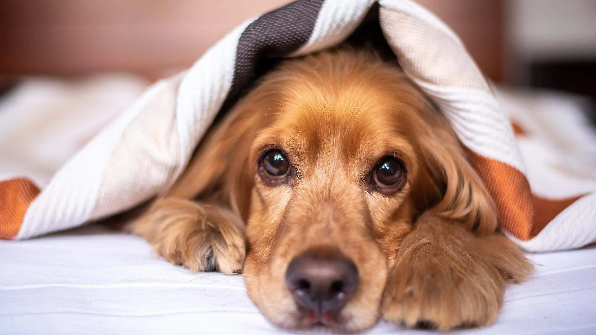 english-cocker-spaniel-g4967794e7_1920