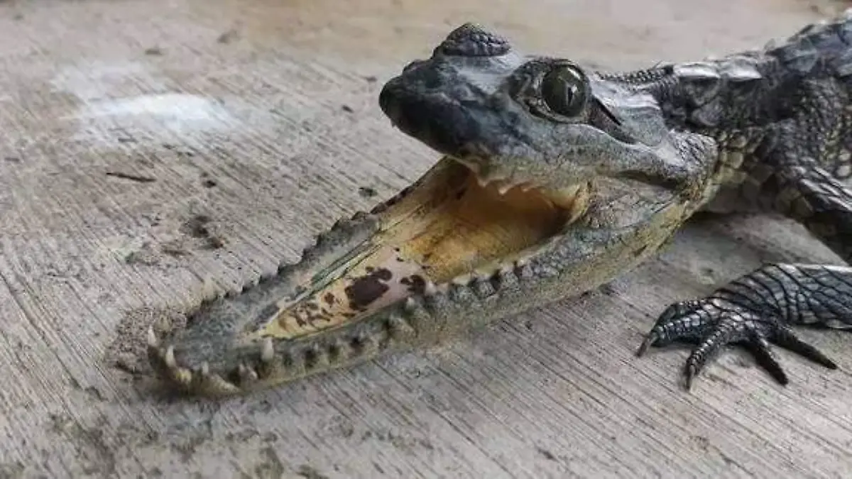 UJAT albergaría al “ñagarto"