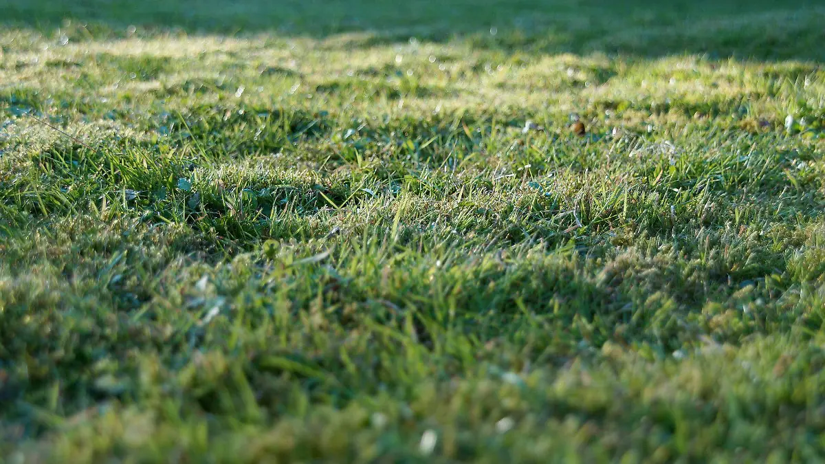 grass-g7b1ea9b1b_1920