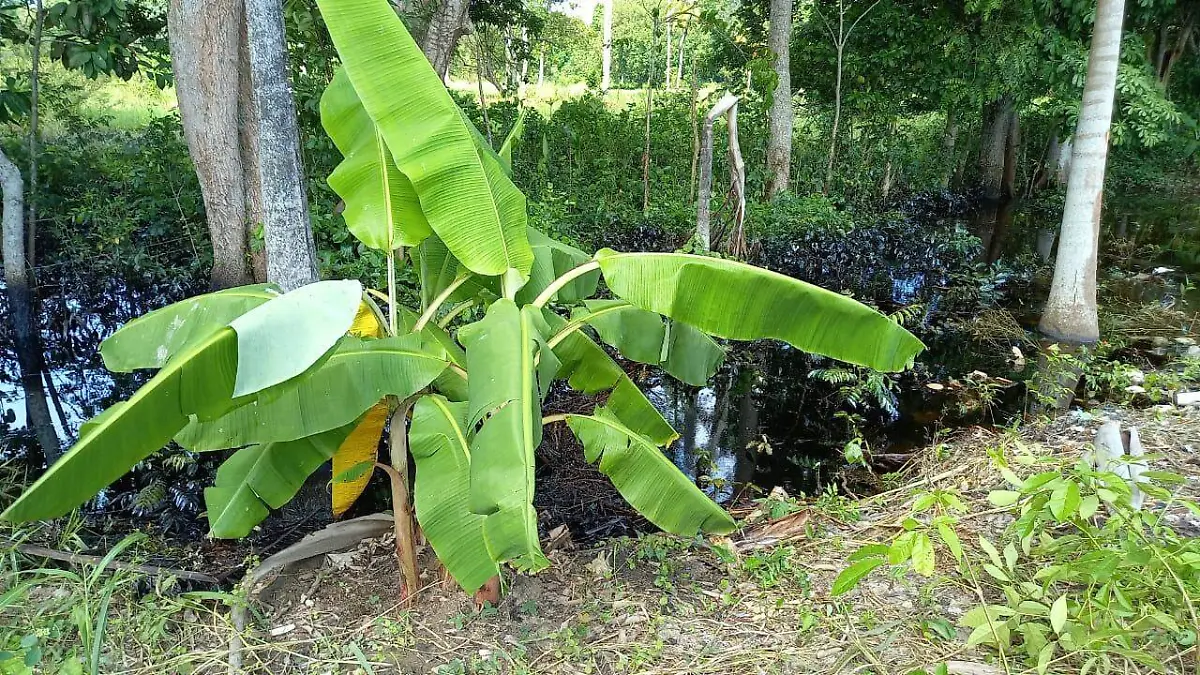 Continúan las afectaciones del derrame de Pemex en sector Amatales