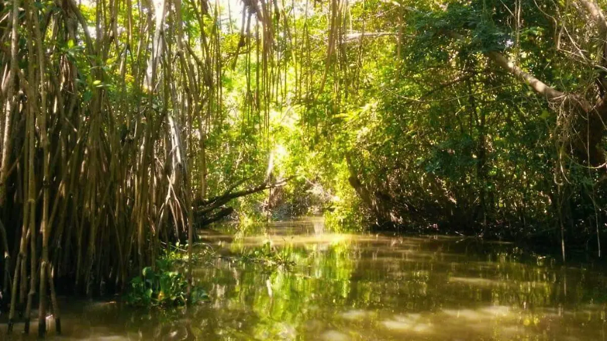 pantanos-centla-tabasco