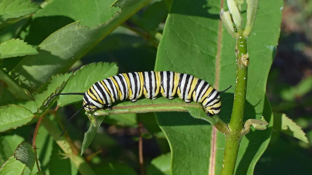 monarch-butterfly-caterpillar-g4648327b6_1280