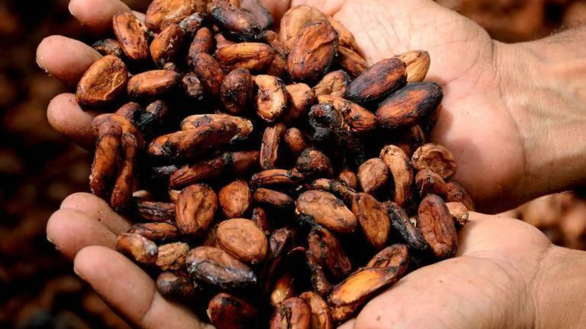 cacao