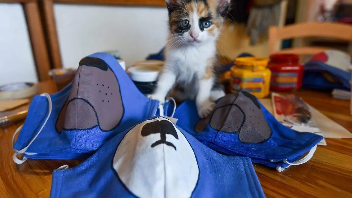 gato