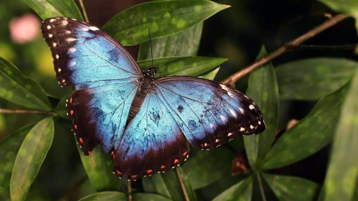 Son bellas mariposas, pero carnívoras
