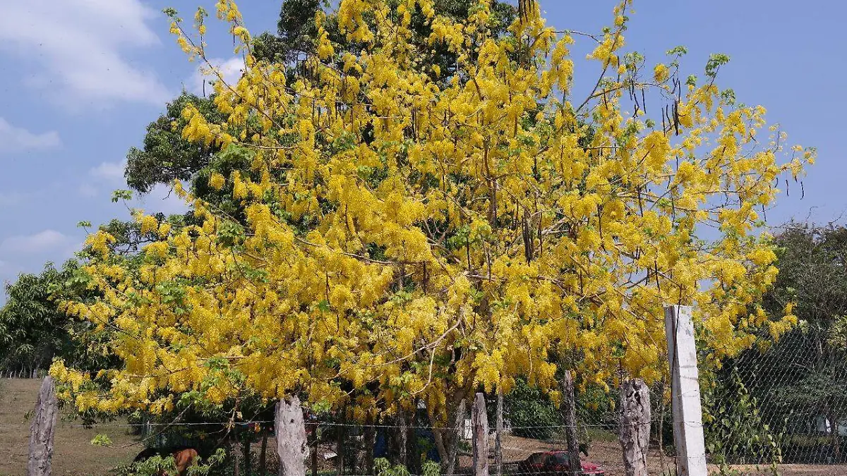 Árboles de Tabasco
