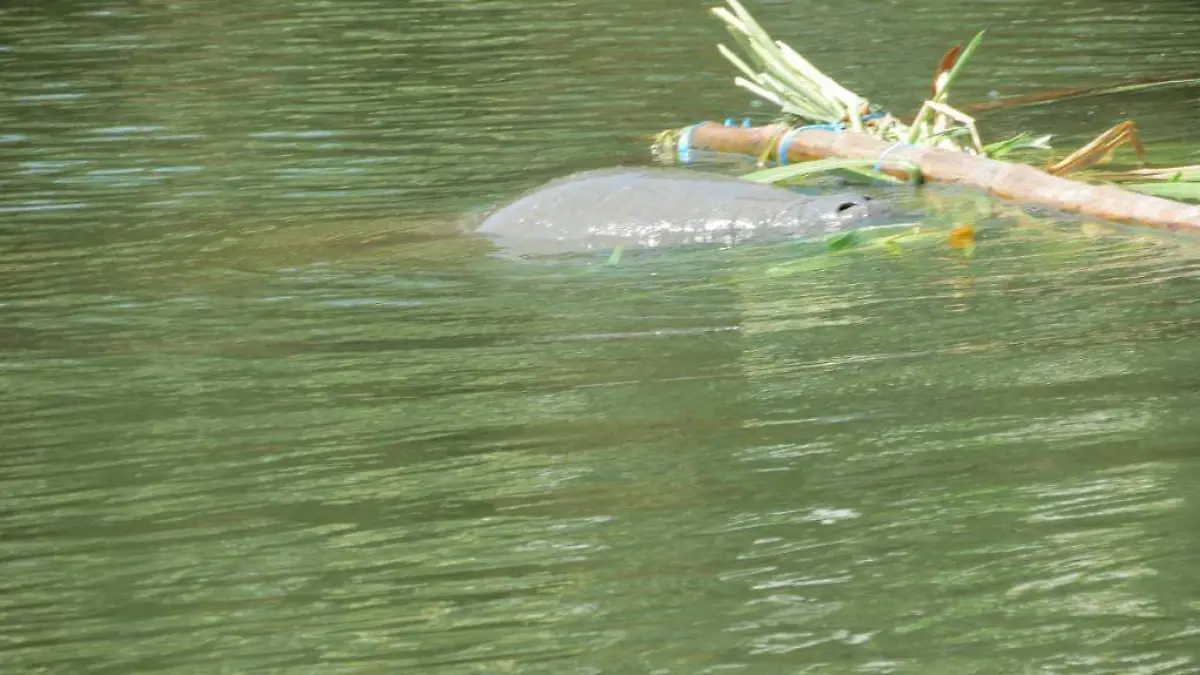 manatis comiendo (3)
