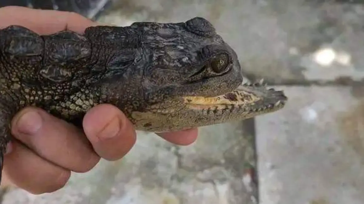 UJAT albergaría al “ñagarto"