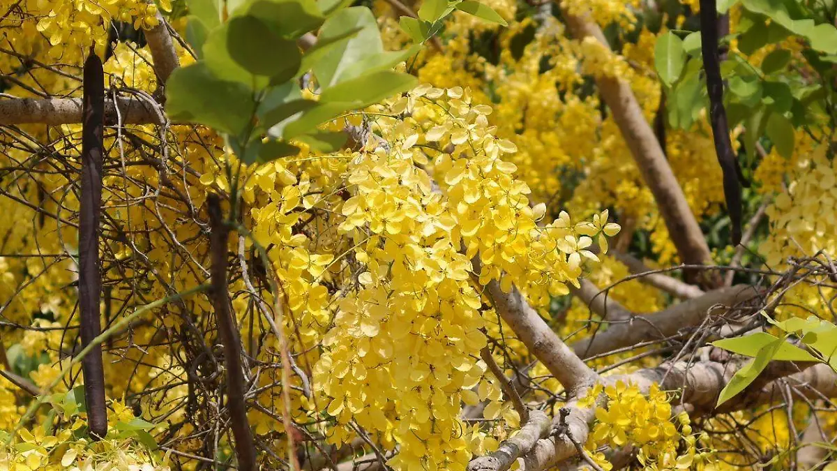 Árboles de Tabasco