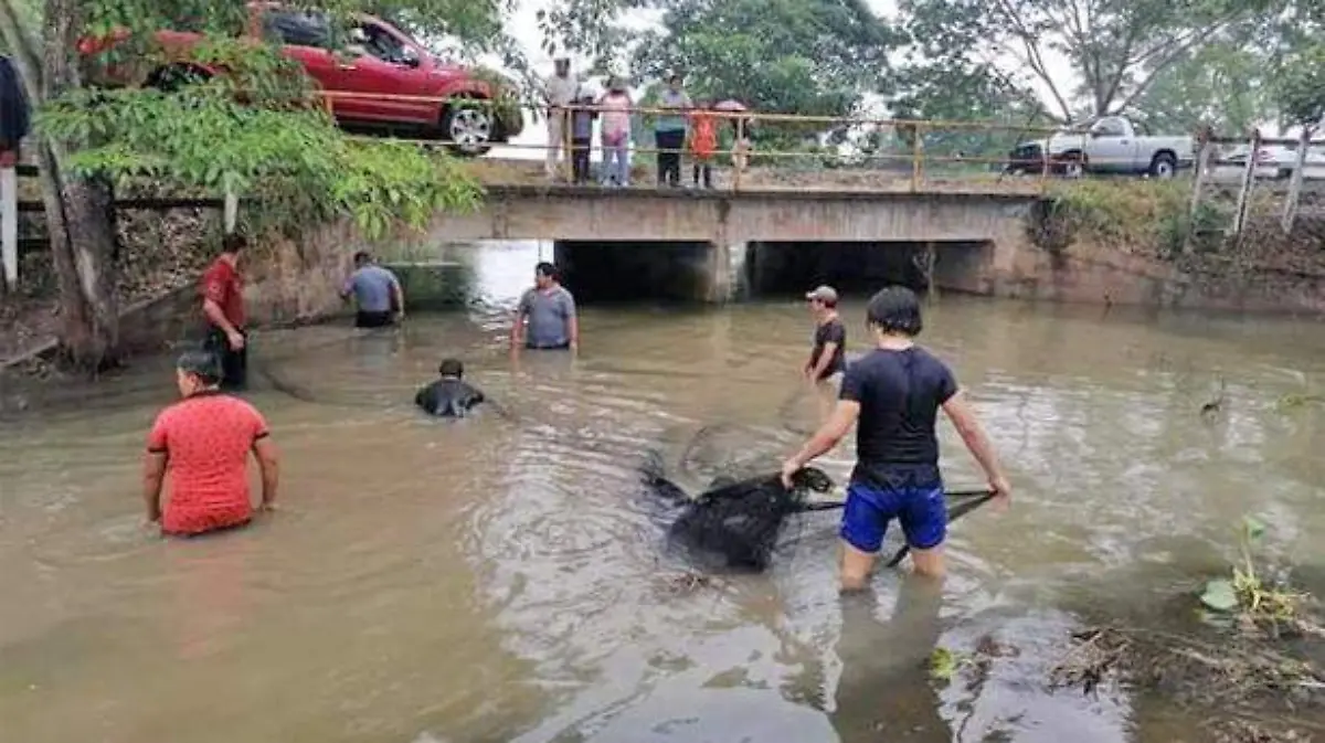 manati3