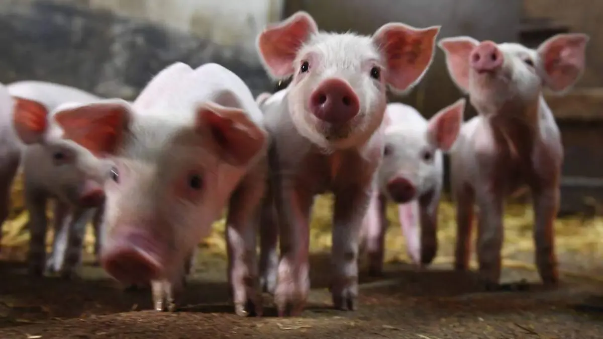 1549362928_324341_1549366117_noticia_normal