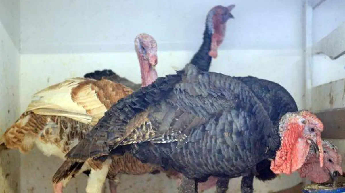 VENTA-DE-PAVOS-EN-EL-MERCADO-IVAN-SANCHEZ-(1)