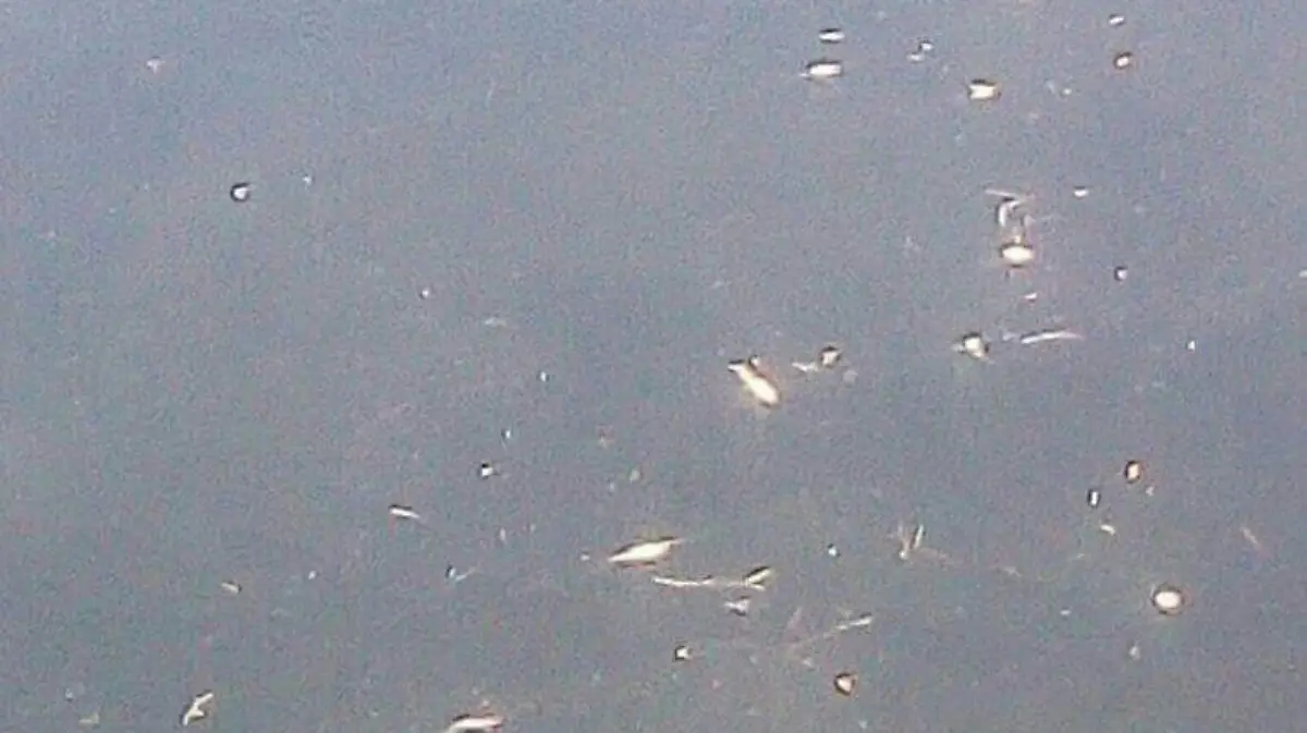 rio