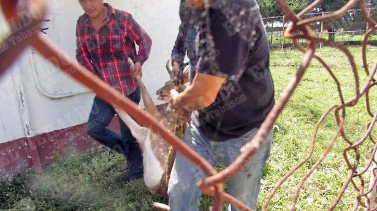 venados1