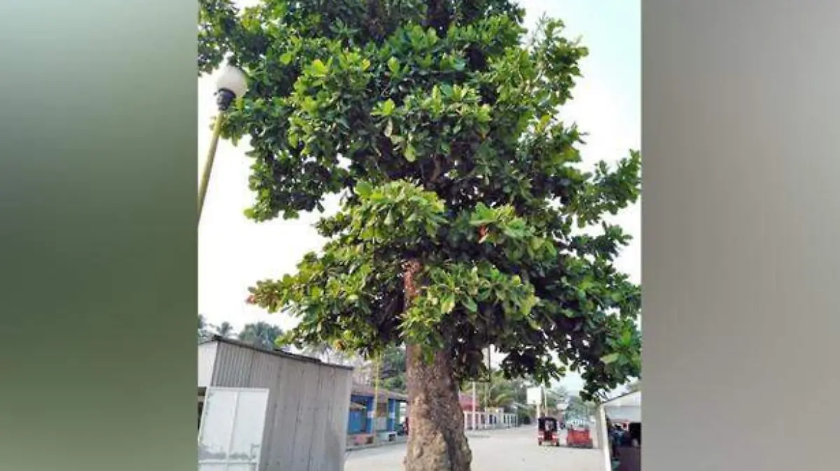 Defienden-árbol-en-poblado