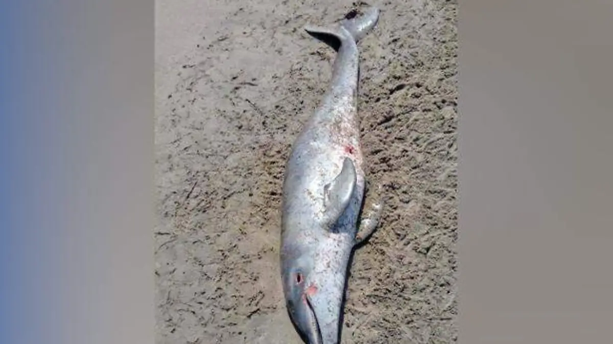 mundelfin