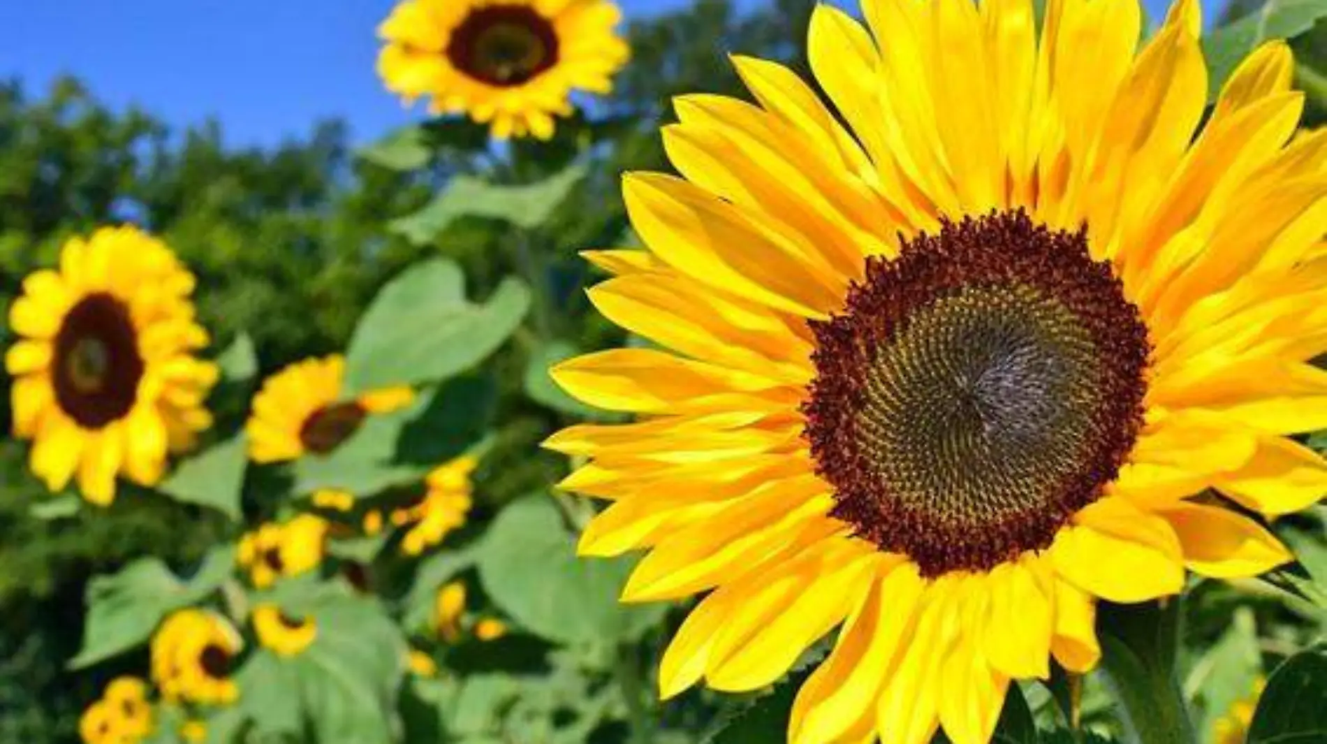 girasoles