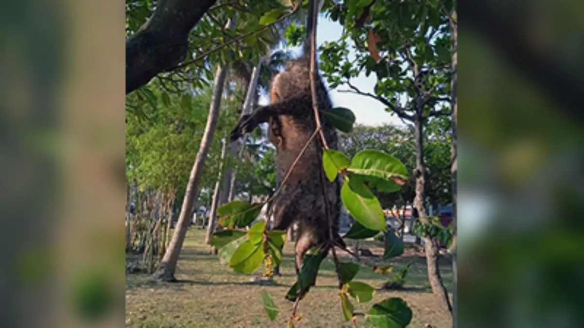 mapache