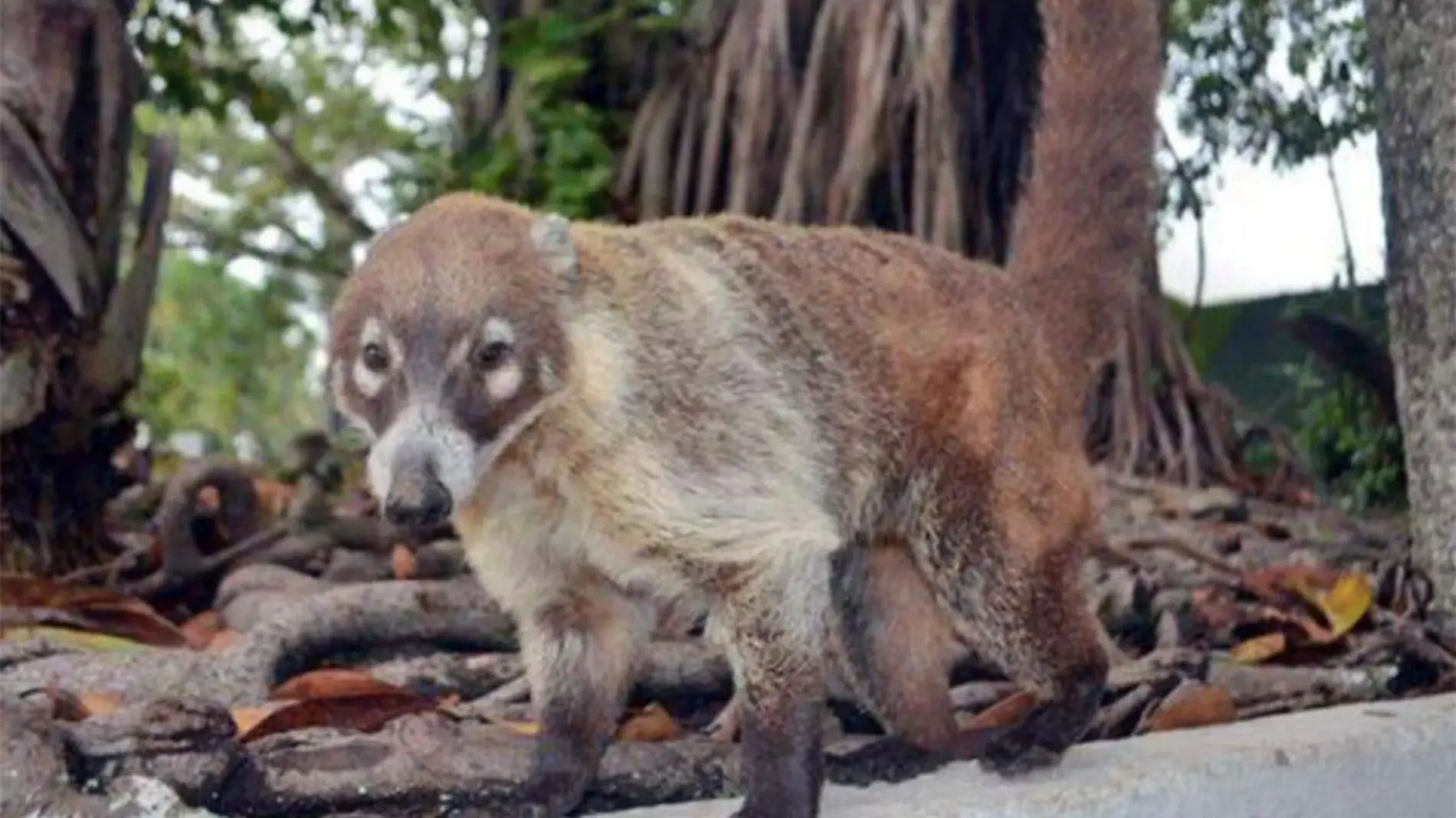 Coatí-En-Museo-La-Venta