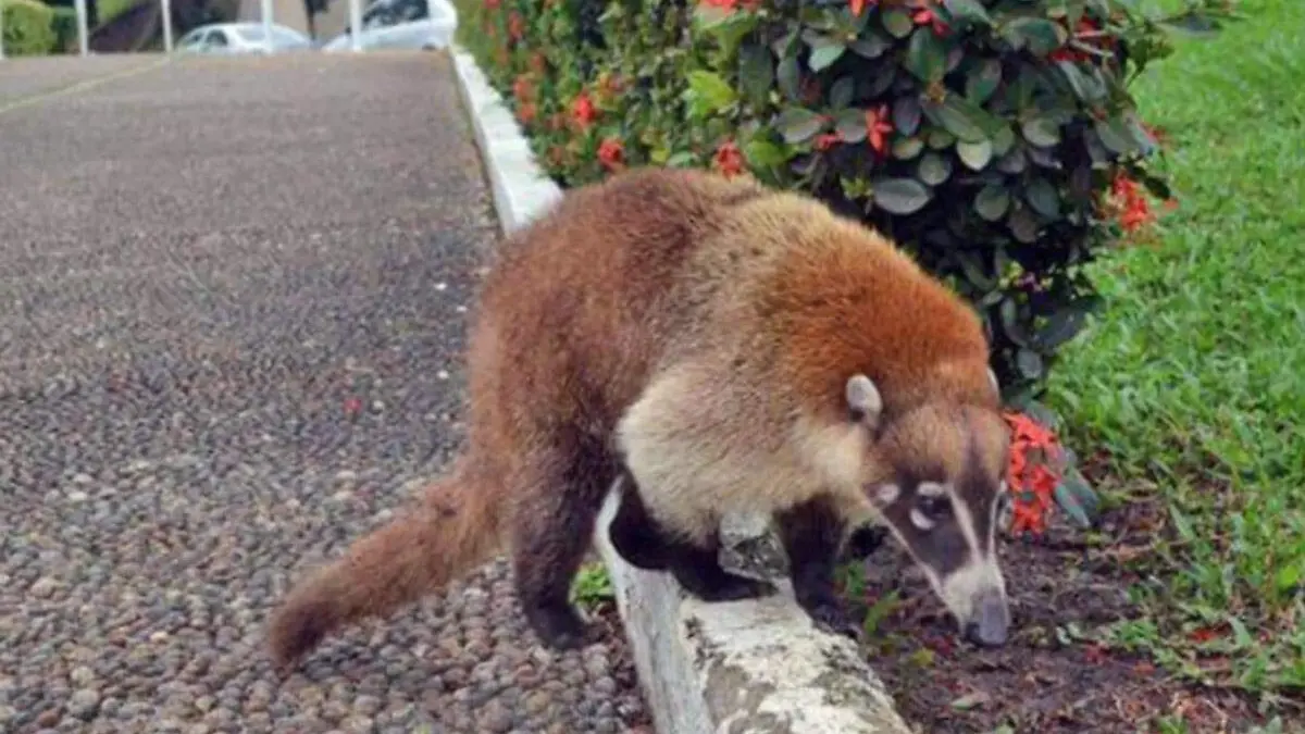 Coatí-De-Tomás-Garrido