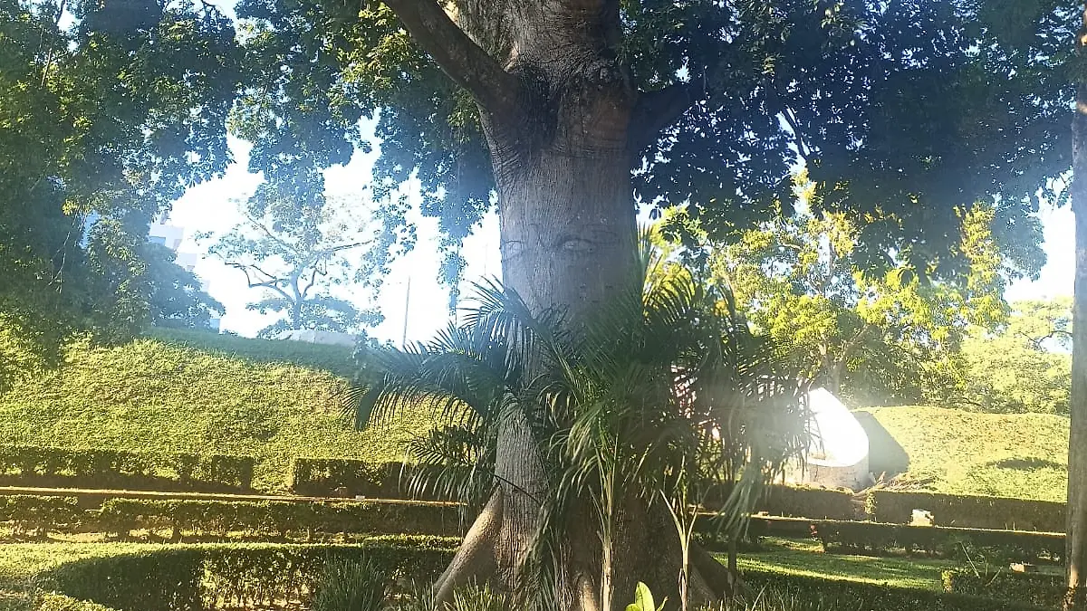Ceiba Parque Tomás Garrido