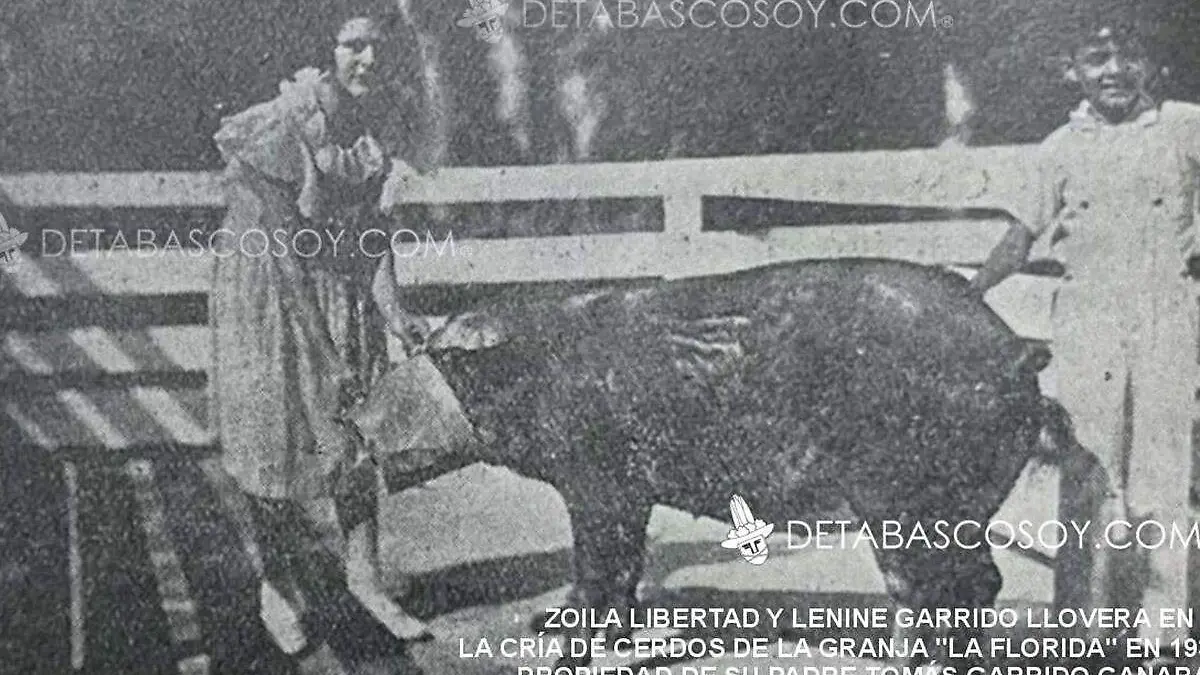 Crianza-De-Cerdos-En-La-Granja