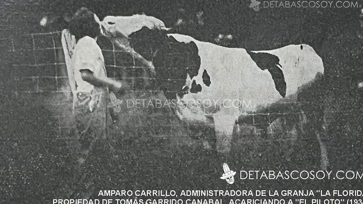 Granja-Ganado