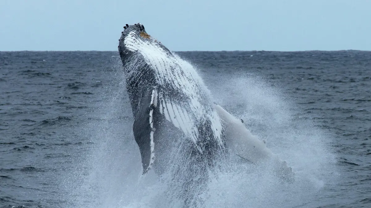 ballena