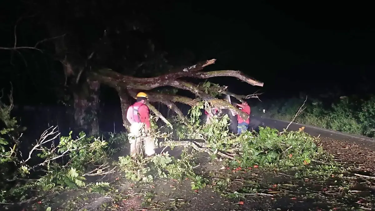 caida de arboles por lluvias