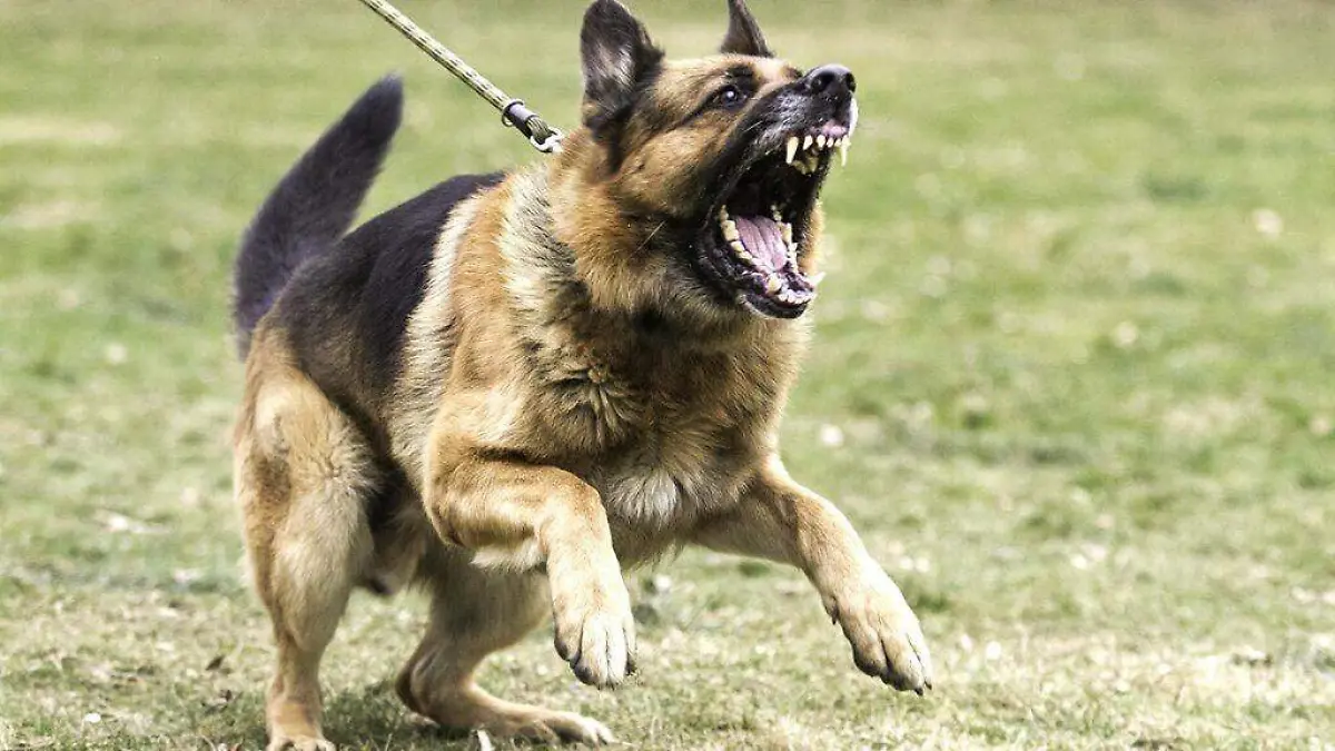perro-agresivo-115325-1024x576