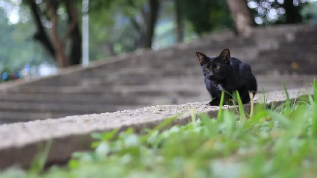 gato