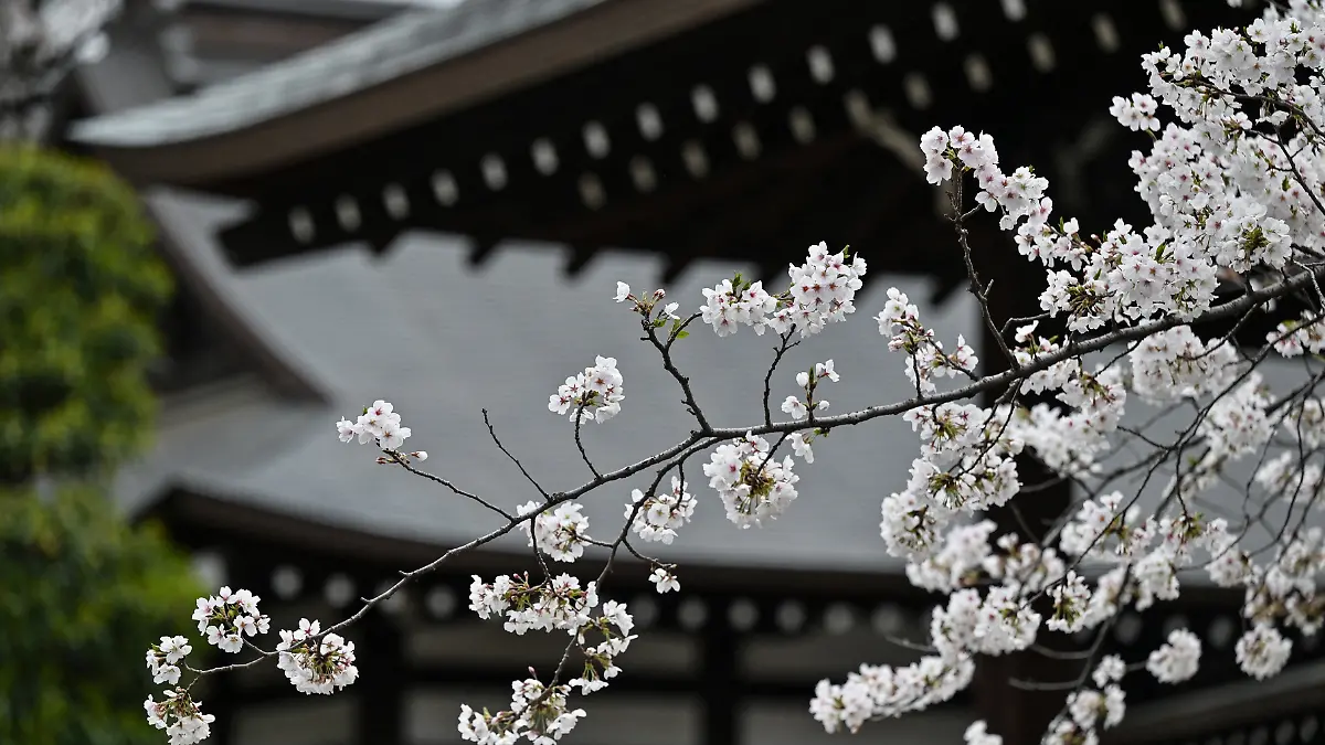 Flor de Cerezo en Tokio