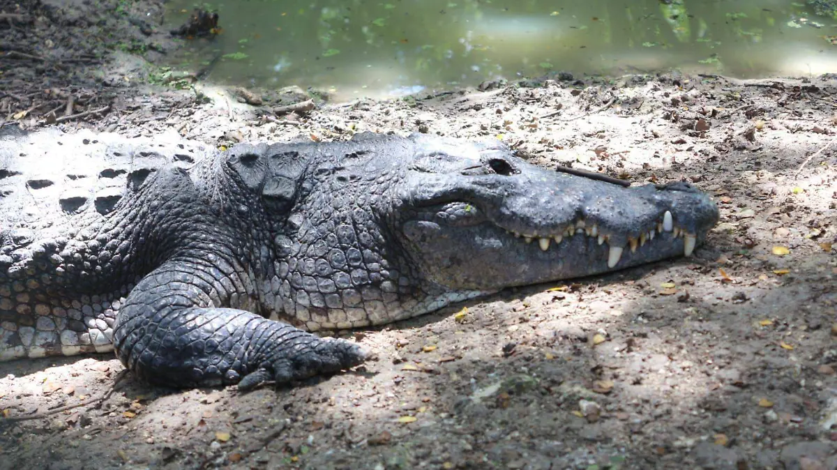 cocodrilo carlos.jpeg