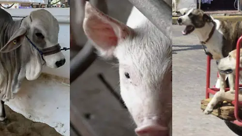 Gusano-Barrenador-Ataca-A-Toros-Puertos-Y-Perros